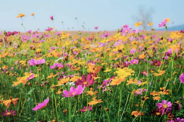 Colorido Cosmos Campo Com Céu — Fotografia de Stock