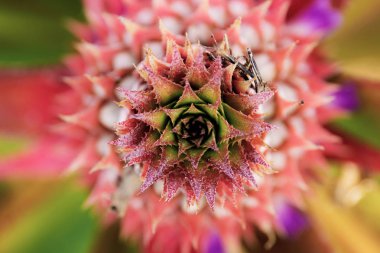 Doku ile genç ananas.