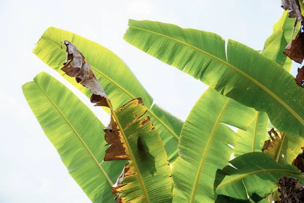 Bananblad med solljus. — Stockfoto