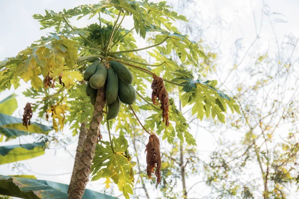 Papaya of raw on tree. — Stock Photo, Image