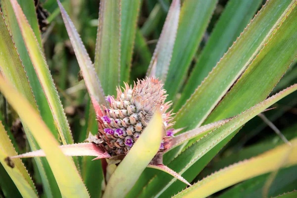 Ananas ağaçta yetişir.