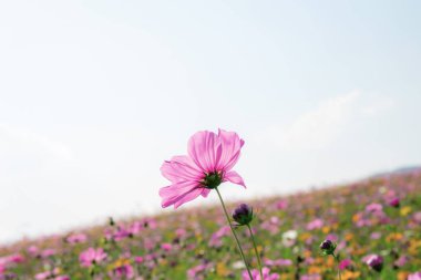 Gökyüzüne pembe evren.