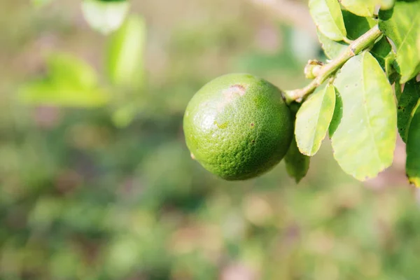 Lemon in farm. — Stock Photo, Image