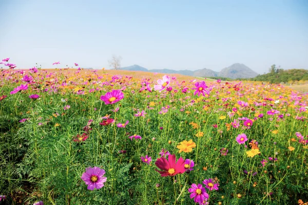 Cosmos no campo no céu . — Fotografia de Stock