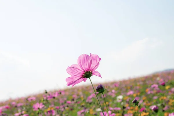 Růžový cosmos na oblohu. — Stock fotografie