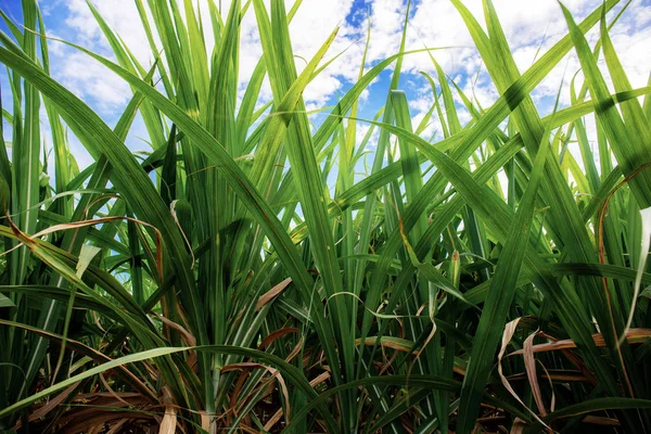 Zuckerrohr mit blauem Himmel. — Stockfoto