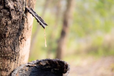 Kuru kauçuk ağaç üzerinde Kase.
