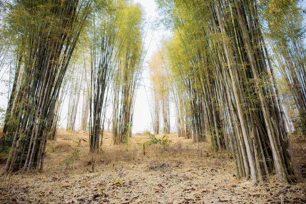 Бамбук в лесу на небе . — стоковое фото
