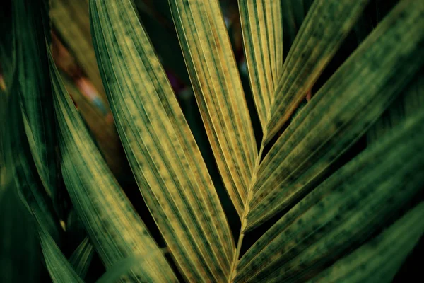 Hojas de palma con textura . —  Fotos de Stock