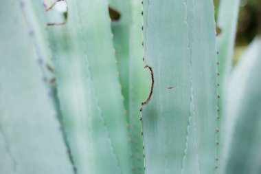 Doku ile süs yaprakları.
