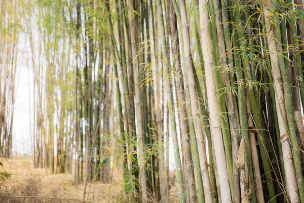 Бамбуковое дерево с солнечным светом . — стоковое фото