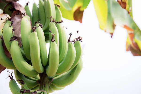 Banana raw on tree at sky.