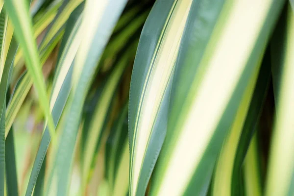 Planta de hojas con fondo . —  Fotos de Stock