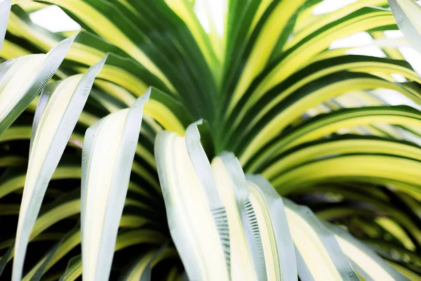 Hojas de planta con textura de fondo . — Foto de Stock