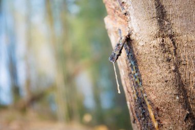 Gün doğumu ile kuru Kauçuk ağaç.