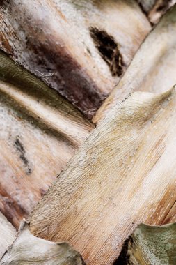 doku palmiye ağacı.