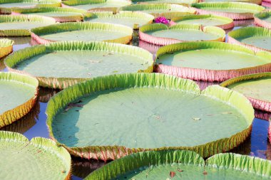 Büyük nilüfer yaprakları gölette.