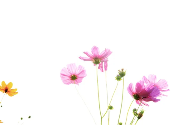 Cosmos on white background. — Stock Photo, Image