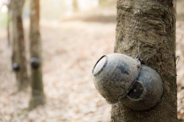 Kauçuk ağaç üzerinde Kase.