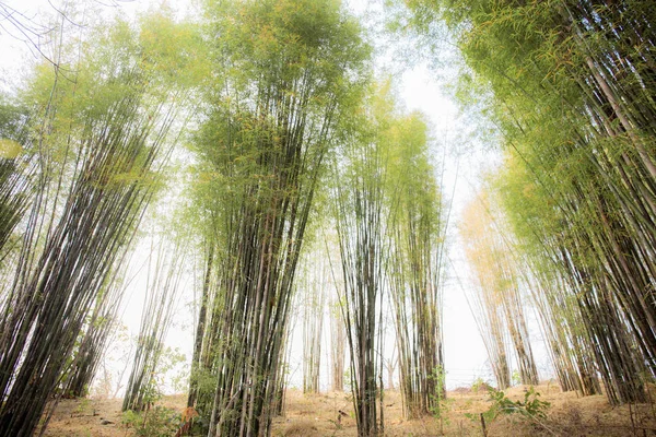 Бамбук в лесу на небе . — стоковое фото