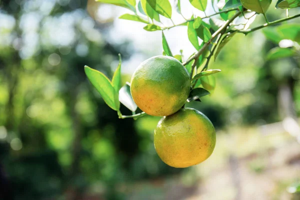 Orange of ripe on tree. — Stock Photo, Image