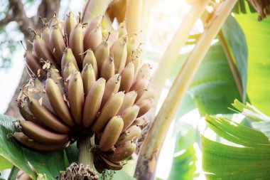 Sunligh'te muz rengi.