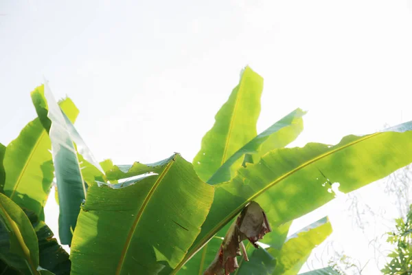 Hojas de plátano a la luz solar . — Foto de Stock