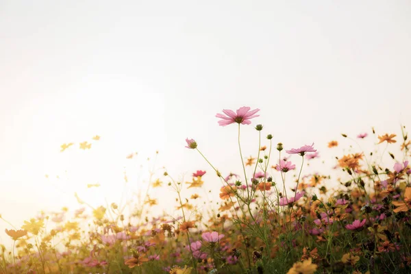 Cosmos dans le champ au lever du soleil . — Photo