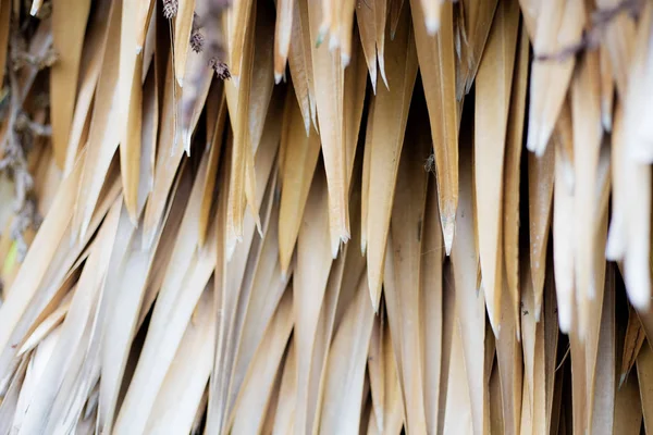 Droogt van Palm bladeren met achtergrond. — Stockfoto