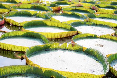 Büyük nilüfer yaprakları arka planda.