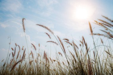 Gökyüzündeki tarlalarda otlar.
