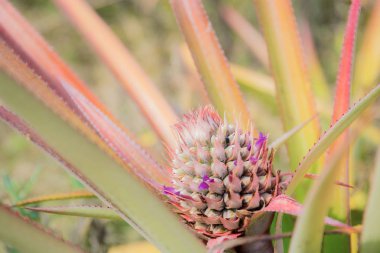 Güneş ışığıyla ananas..