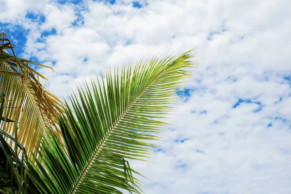 Kokosový list v létě. — Stock fotografie