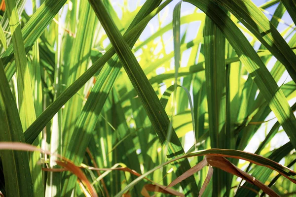 Sugarcane on field with sunlight. — Stock Photo, Image