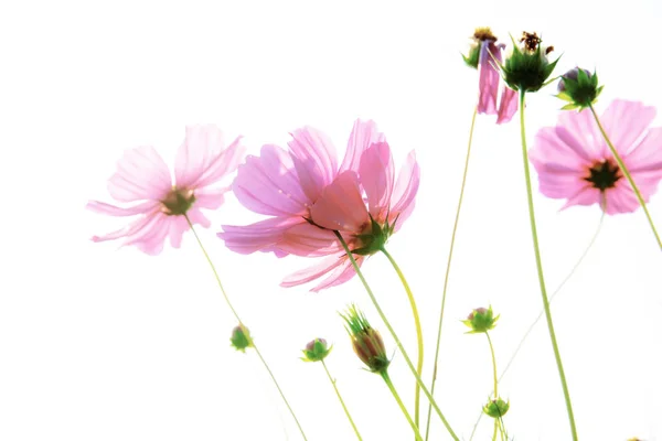 Pink cosmos with isolated background.. — Stock Photo, Image