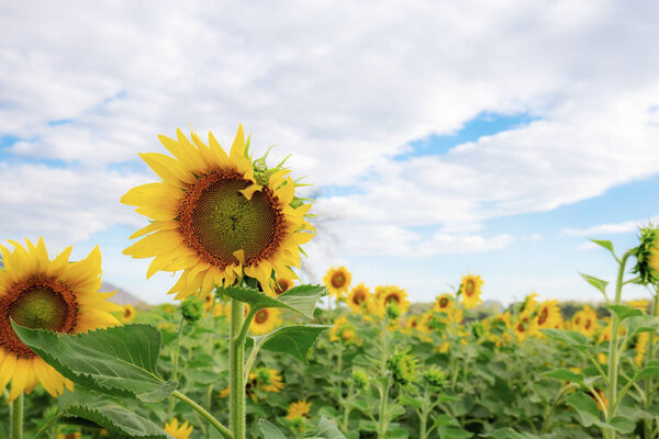 Sunflower with the cloud.