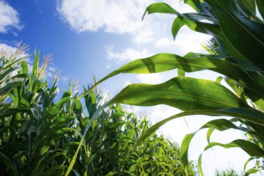 Çiftlikte gün ışığında mısır yetiştiriliyor..