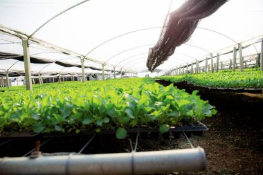 Organik sebze çiftlikteki bambu ağacında yetişiyor..