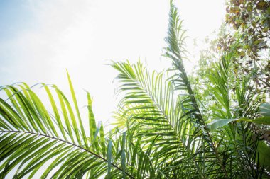 Ağaçtaki palmiye yaprakları Gökyüzü ile birlikte.