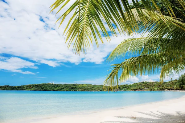 Пальмове Листя Пляжі Морі Блакитним Небом Влітку — стокове фото