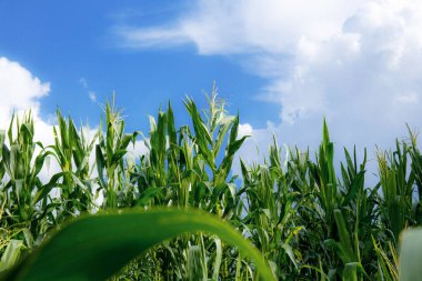 Mavi gökyüzü ile tarlada mısır ağacı.