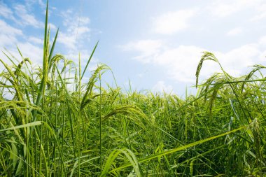 Mavi gökyüzüyle tarlalarda pirinç kulakları büyüyor..
