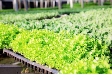 Seralarda yetişen tepsilerin üzerindeki organik sebzelerin tohumları..