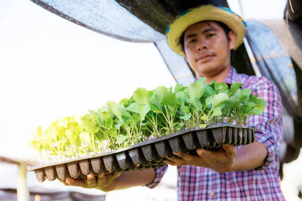 Tuiniers Staan Klaar Biologische Groenten Dienblad Met Zonlicht Houden — Stockfoto