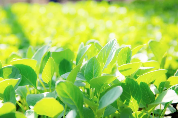 Hojas Verdes Verduras Orgánicas Crecen Invernaderos Con Luz Solar — Foto de Stock