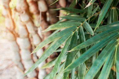 Bambu yaprakları ve bahçede doğa.