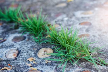 Bahçenin beton zemininde çimenler büyüyor..