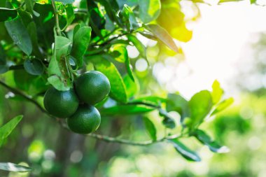 Limon bahçede, akşam güneşli.