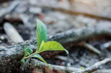 Ormanda kök salan bitkiler.