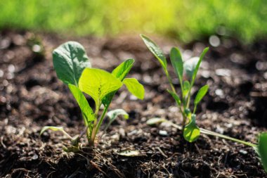 Arsada güneş ışığıyla yetişen sebzeler.